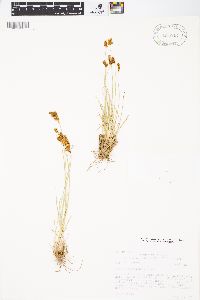 Carex phaeocephala image