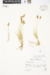 Carex phaeocephala image