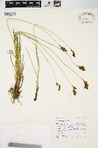 Carex praticola image