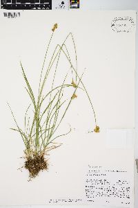 Carex multicostata image