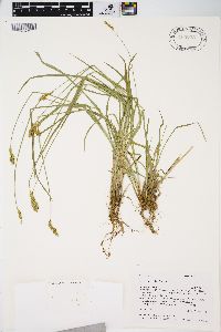 Carex praticola image