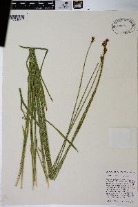 Carex preslii image