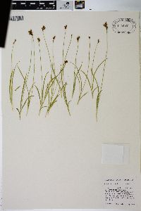 Carex preslii image