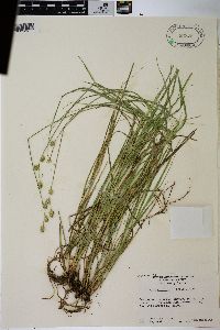 Carex reniformis image