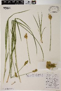 Carex specifica image