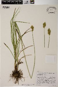 Carex specifica image