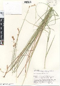 Carex straminea image