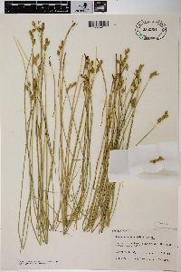 Carex suberecta image