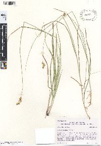 Carex tenera image