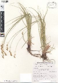 Carex tenera image