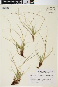 Carex tonsa image