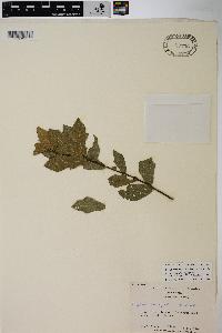 Quercus hemisphaerica image