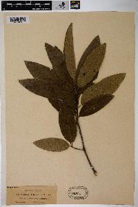 Quercus imbricaria image