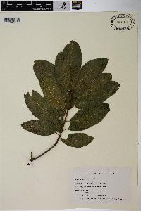 Quercus imbricaria image