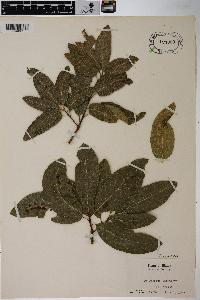 Quercus imbricaria image