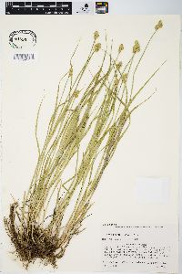 Carex molesta image