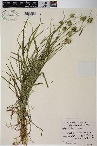 Carex tribuloides var. tribuloides image