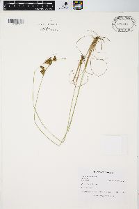 Juncus interior image