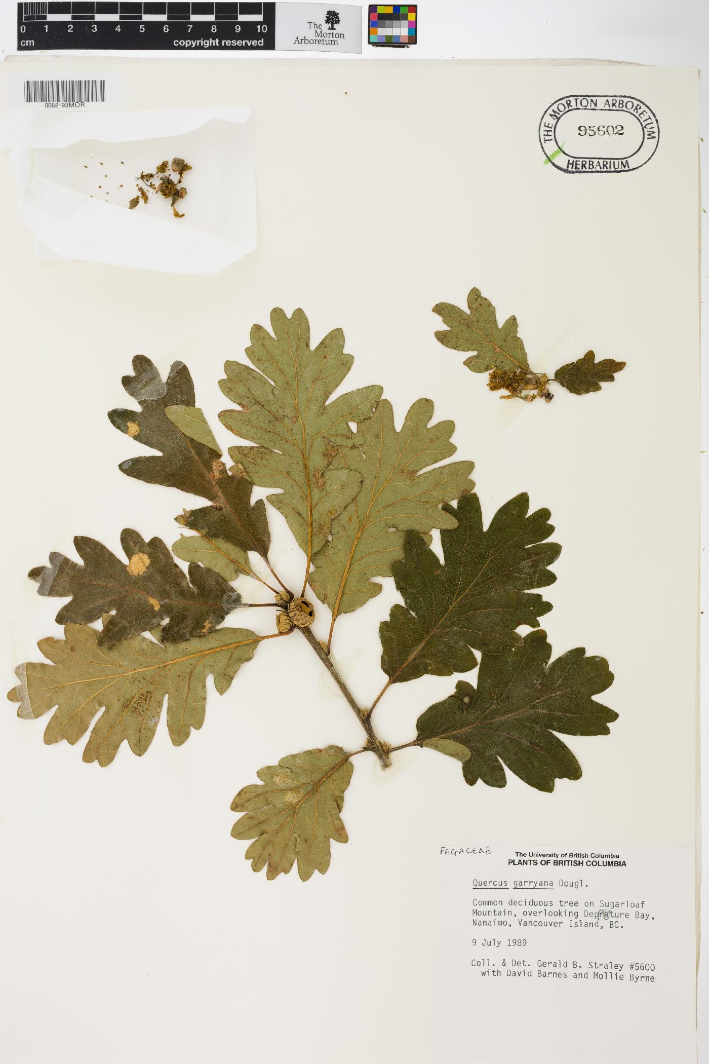 Quercus garryana image