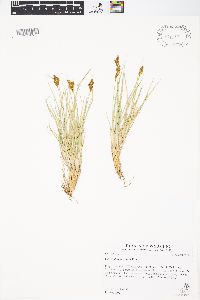 Carex phaeocephala image