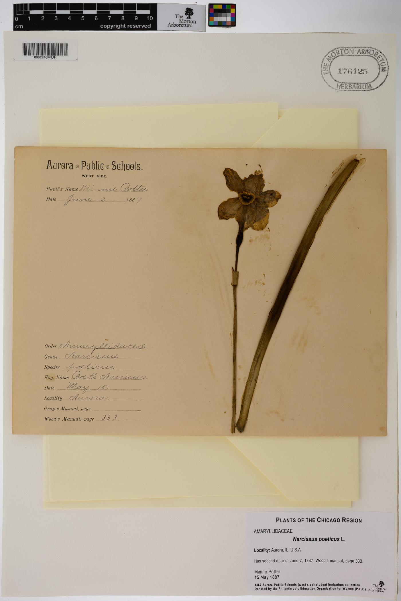 Narcissus poeticus image