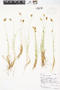 Carex phaeocephala image