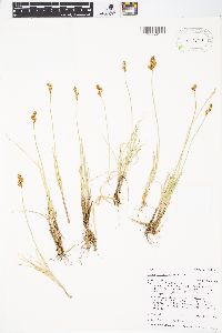 Carex phaeocephala image