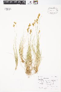 Carex phaeocephala image