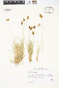 Carex phaeocephala image