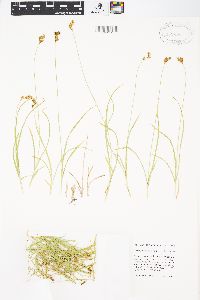 Carex phaeocephala image