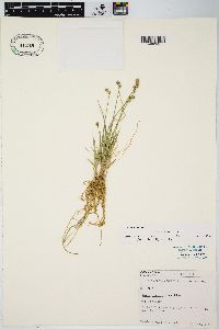 Carex longii image