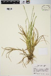 Carex longii image