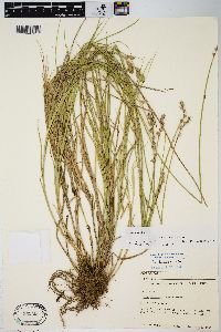 Carex longii image