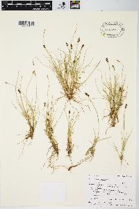 Carex leporinella image