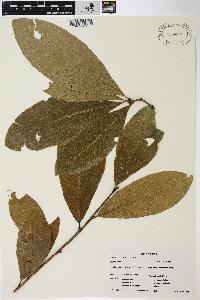 Quercus imbricaria image