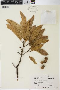 Quercus imbricaria image