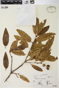 Quercus imbricaria image