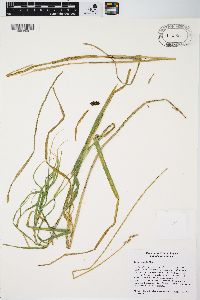 Carex cristatella image