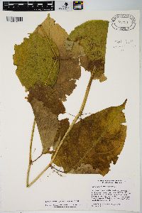 Reynoutria × bohemica image
