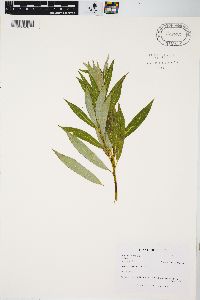 Salix petiolaris image