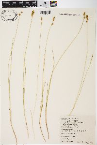 Carex sterilis image