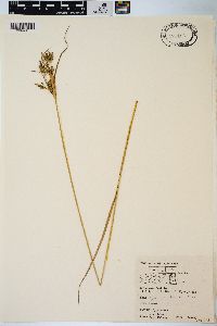 Cyperus schweinitzii image