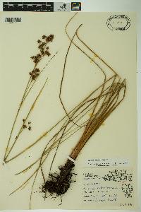 Cladium mariscoides image