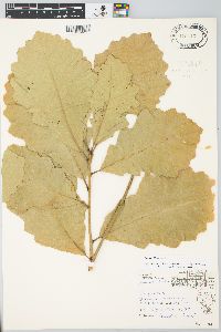 Quercus bicolor image