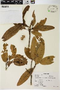 Quercus imbricaria image