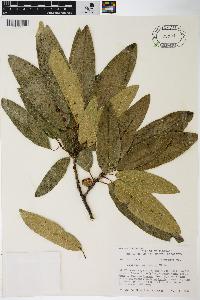 Quercus imbricaria image