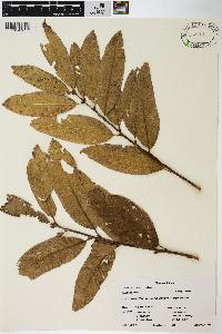 Quercus imbricaria image