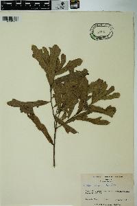 Quercus incana image