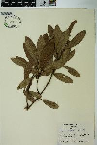 Quercus incana image