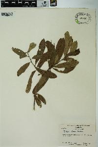 Quercus incana image